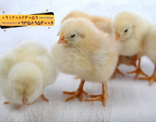 🐣🐣🐣 *جوجه راس 308*🐣🐣🐣