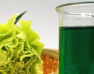 رنگ طبیعی کلروفیل انتخابی سبز برای کرم ویفر های خاص