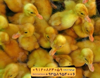 🐣🐣🐣 *جوجه اُردک گوشتی*🐣🐣🐣