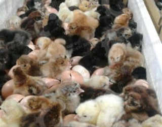 🐣🐣🐣 *جوجه مرغ بومی*🐣🐣🐣