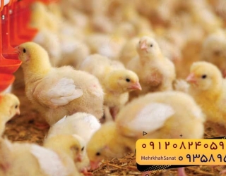 🐣🐣🐣 *جوجه راس 308*🐣🐣🐣