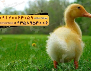 🐣🐣🐣 *جوجه اُردک گوشتی*🐣🐣🐣