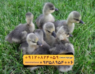 🐣🐣🐣 *جوجه غاز گوشتی*🐣🐣🐣