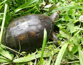لاکپشت برکه ای