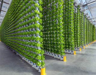 eden-green-vertical-farm-facility