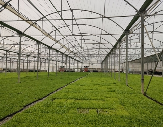 Greenhouse_in_Karaj