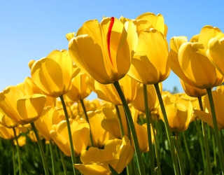 کلینیک روانشناسی و روان درمانی