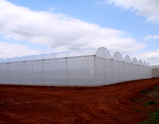 agri-atirantada-01
