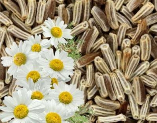بذر بابونه