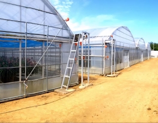 پیمانکار صنعتی گلخانه 