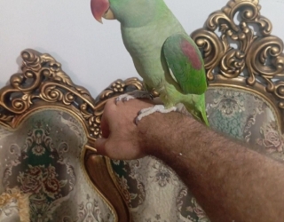 طوطی ملنگو نر سخنگو رام و دستی