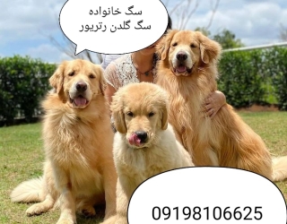 گلدنرتریور فروش سگ توله سگ گلدن 