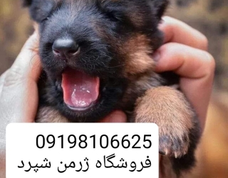 فروش سگ ژرمنشپرد خرید و فروش سگ نگهبان 