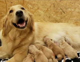 فروش سگ گلدن فروش توله سگ گلدن 