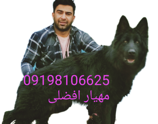فروش سگ ژرمن شپرد سیاه 