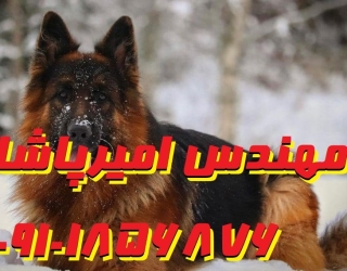 فروش سگ‌های ژرمن شپرد اصیل و آموزش‌دیده | مجموعه امیرپاشا در محمدشهر
