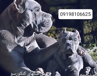 سگ کن کورسو 