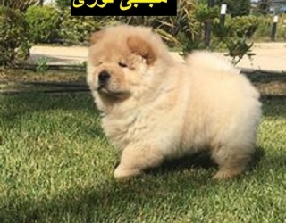 خرید و فروش سگ خانگی نژاد چاوچاو خرسی چمپیون
