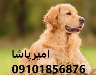 فروش سگ گلدن رتریور اصیل در مجموعه امیرپاشا | محمدشهر - بهترین دوست وفادار شما!