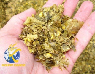 فروش ویژه سیلو ذرت علوفه ای 