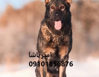 فروش توله سگ ژرمن شیپرد اصیل | مجموعه امیرپاشا در محمدشهر - بهترین همراه و نگهبان!