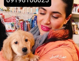 توله سگ گلدن رتریور 