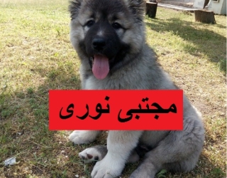 توله سگ قفقازی: حفاظت و محبت در یک نژاد قدرتمند
