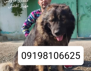 فروش سگ قفقازی و سرابی 