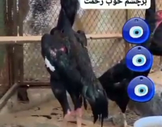 لاری اوشامو آلمانی فول شش دنگ و هفت دنگ 