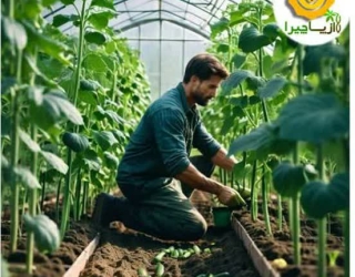 ⁉🌱 آیا به دنبال بهترین بذر خیار با کیفیت و عملکرد بالا هستید؟ 