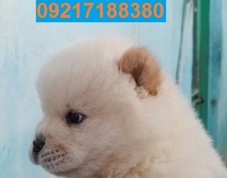 فروش توله سگ نژاد اصیل چاو چاو