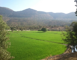 زمین 
