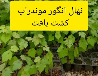 فروش نهال انگور موندراپ کشت بافت بالیبل معتبر