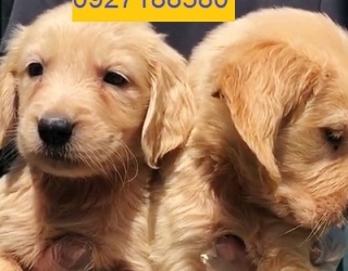 افروش توله سگ گلدن استاندارد
