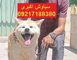 *🐶 توله سگ نژاد آکیتا (ژاپنی و آمریکایی) 🐶*