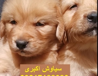 WhatsApp Image 2025-09-17 at 10.43.30 AM (1)