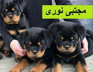 مجموعه ی فروش سگ های گارد و نگهبان ، فروش توله روتوایلر اصیل