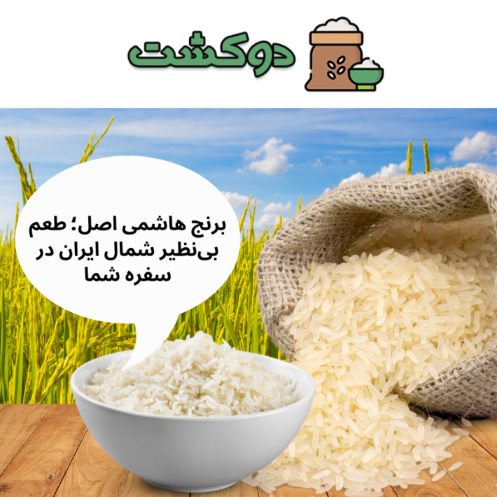 برنج هاشمی اصل؛ طعم بی‌نظیر شمال ایران در سفره شما
