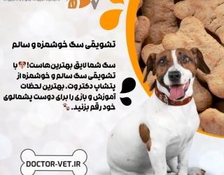 خرید تشویقی سگ با بهترین قیمت و کیفیت | پت شاپ دکتر وت