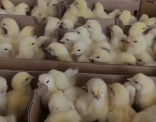 فروش جوجه یک روزه گوشتی 