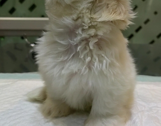 کلینیک دامپزشکی هدهد