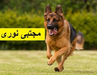 خرید و فروش سگ نگهبان ، سگ ژرمن ورک لاین حرفه‌ ای تربیت‌ شده 