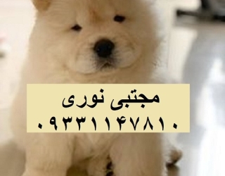  فروش توله چاوچاو خرسی سوپر چمپیون — سلامت تضمینی، تحویل سریع