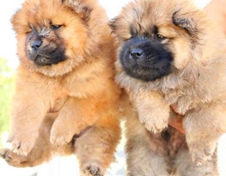 فروش توله چاوچاو سوپر چمپیون — ظاهری منحصر به‌ فرد، سلامت تضمینی