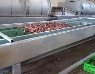 دستچین خرما 2