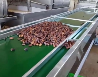 دستچین خرما