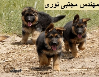 خرید توله ژرمن شپرد مو بلند شولاین — تربیت تخصصی و امکانات 