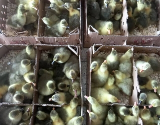 فروش جوجه غاز