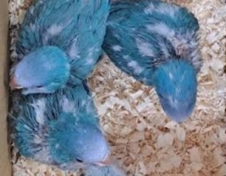 2025-12-20_at_13.33.11.375