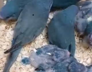 فروش جوجه های سرلاکی و دانخور انواع طوطی های رام و دستی